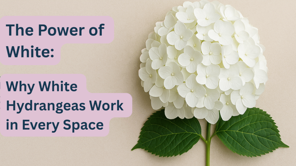 The Power of White: Why White Hydrangeas Work in Every Space