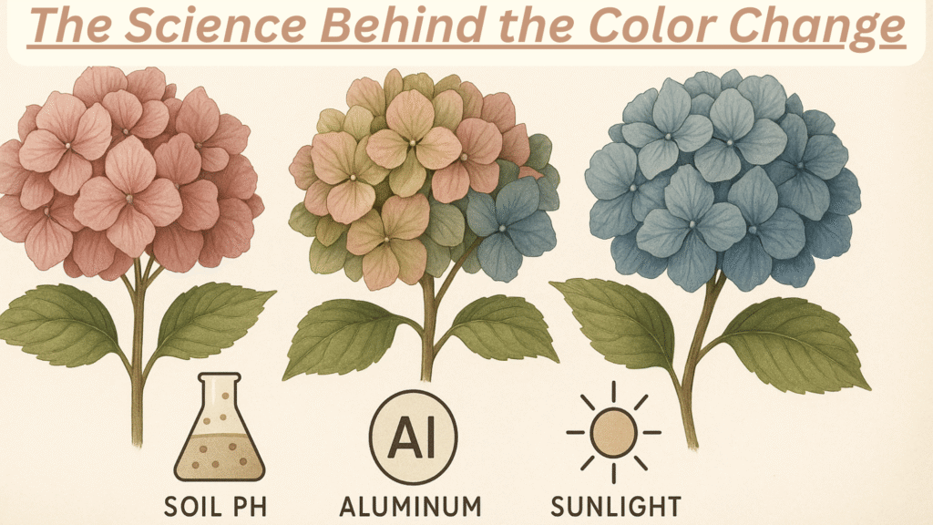 The Science Behind the Color Change (Antique Hydrangea Colors)