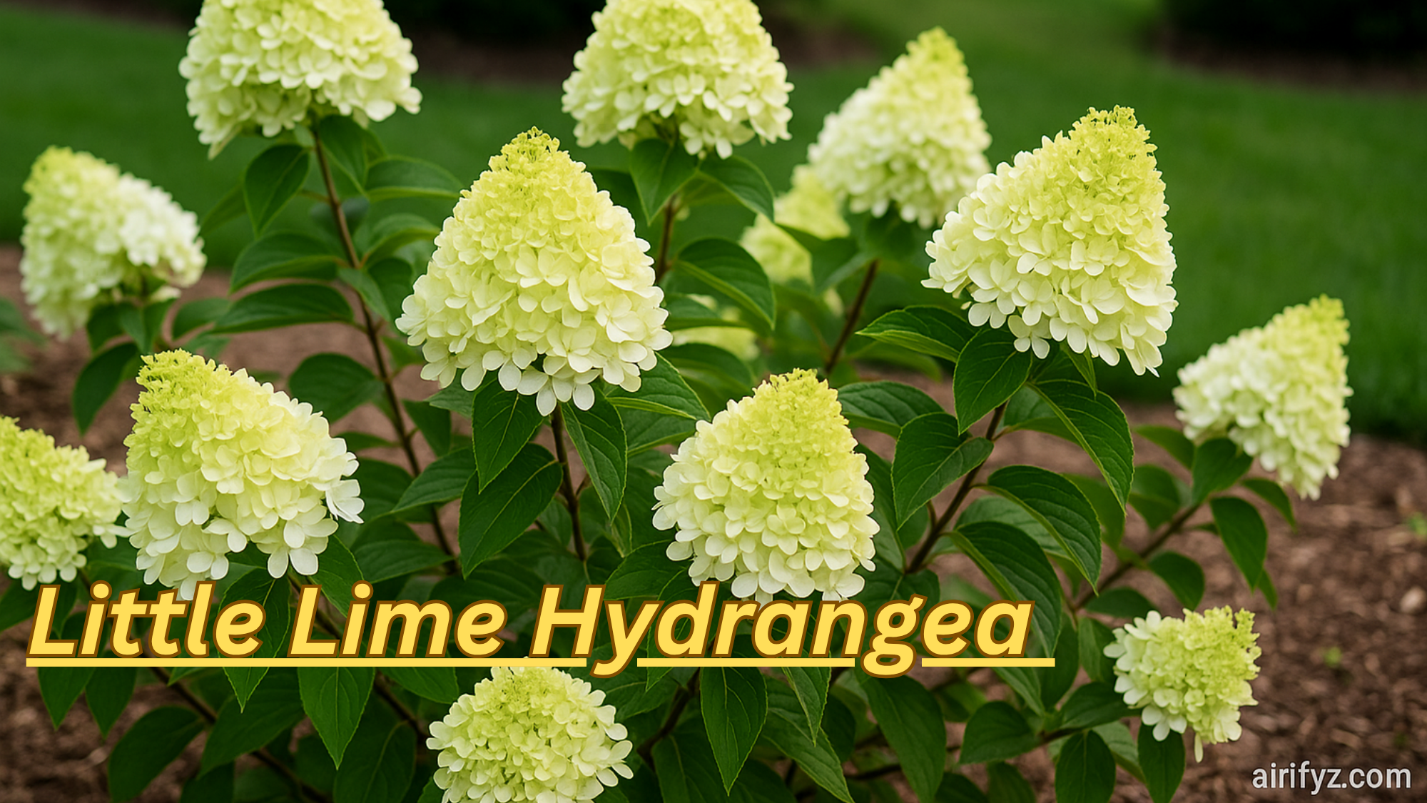 Little Lime Hydrangea