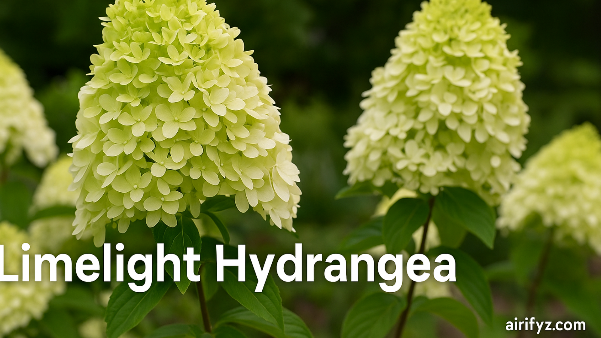 Limelight Hydrangea