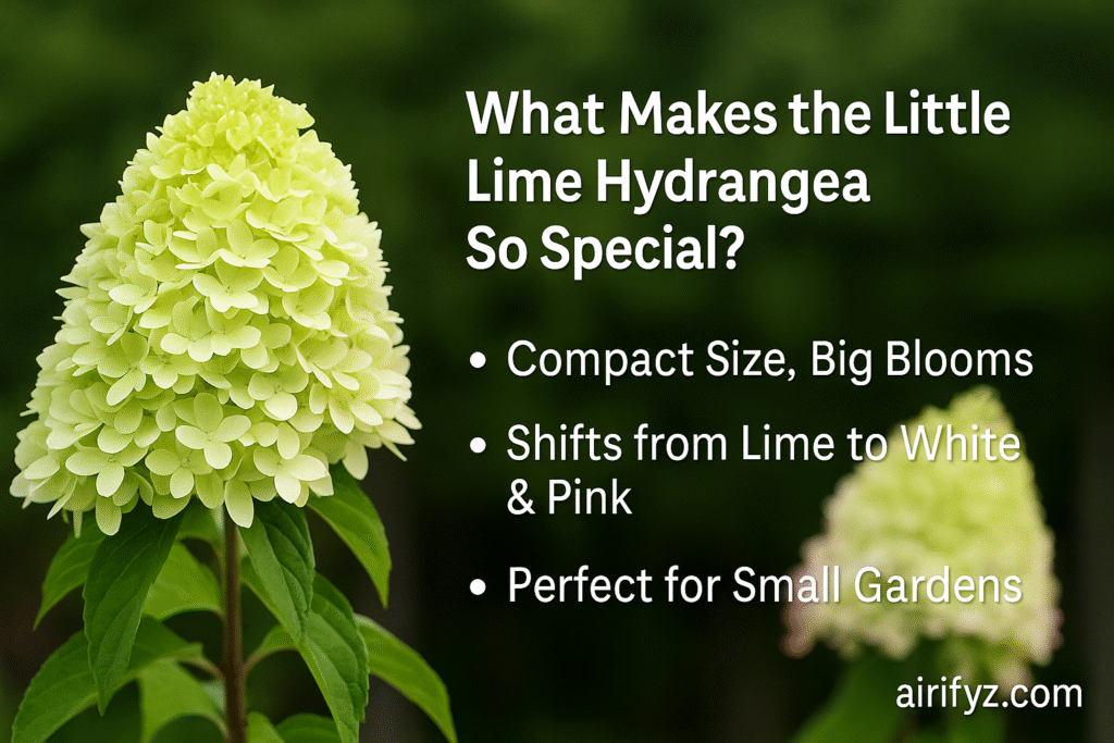 What Makes the Little Lime Hydrangea So Special?
