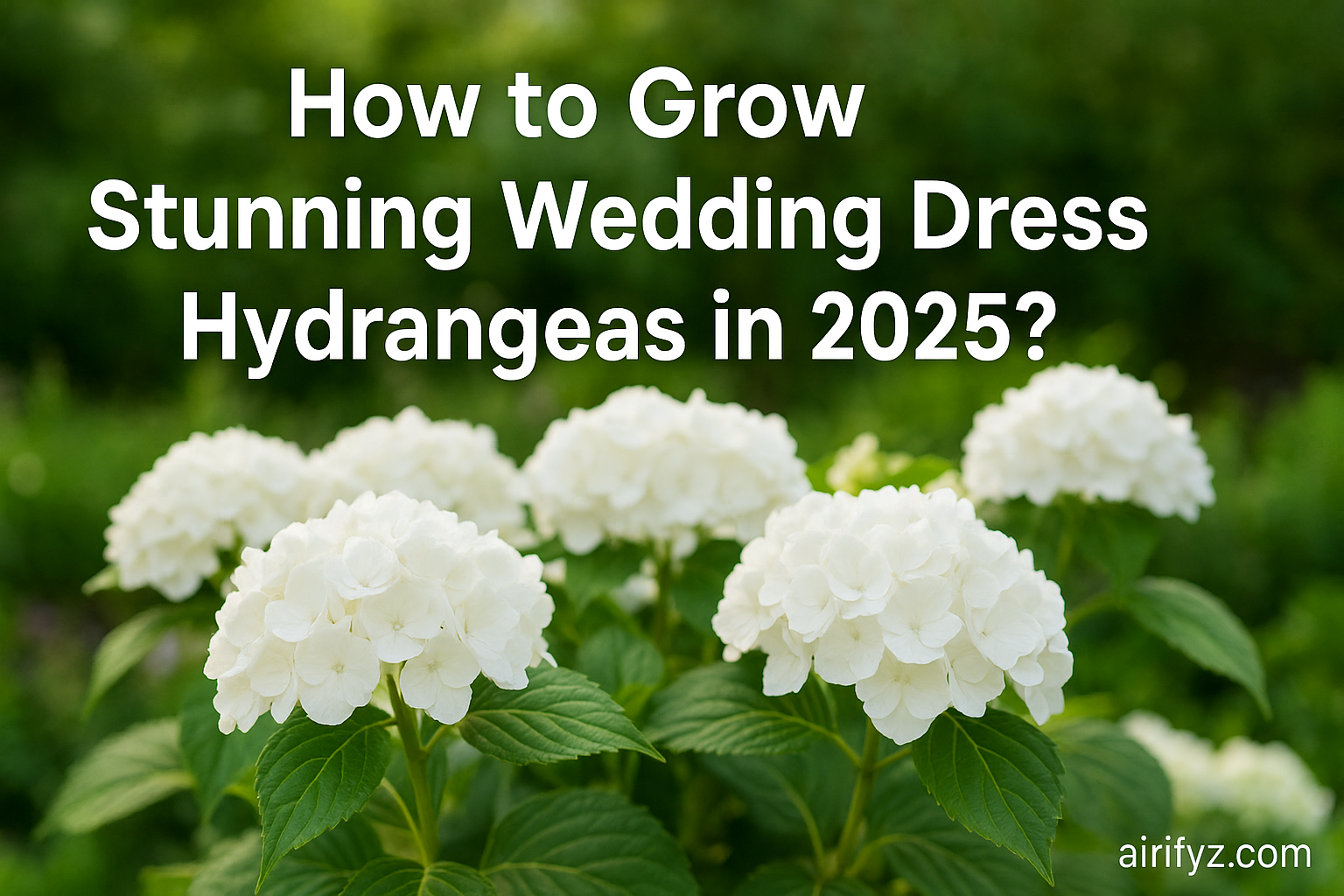How to Grow Stunning Wedding Dress Hydrangeas in 2025