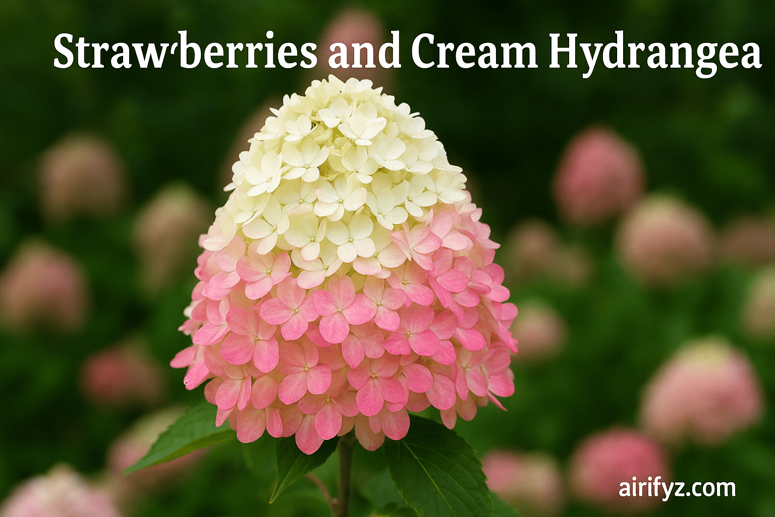 strawberries and cream hydrangea