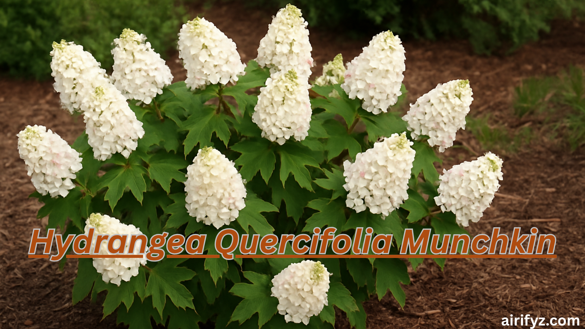 Hydrangea Quercifolia Munchkin
