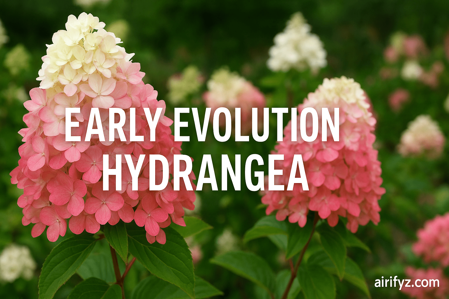 Early Evolution Hydrangea
