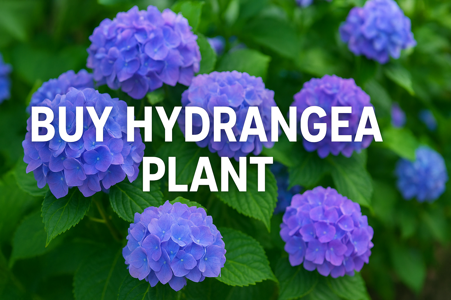 Buy Hydrangea Plant