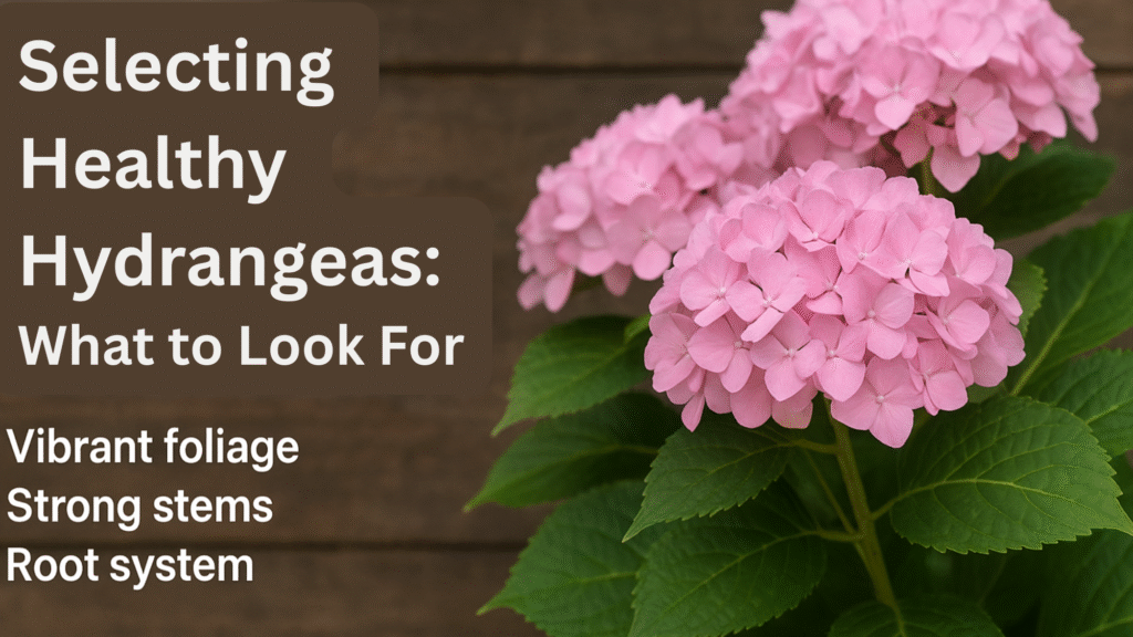 Selecting Healthy Hydrangeas: What to Look For